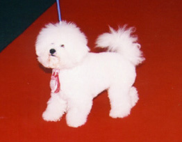 BICHON FRISE-BARACCA BEAR’S KENNEL